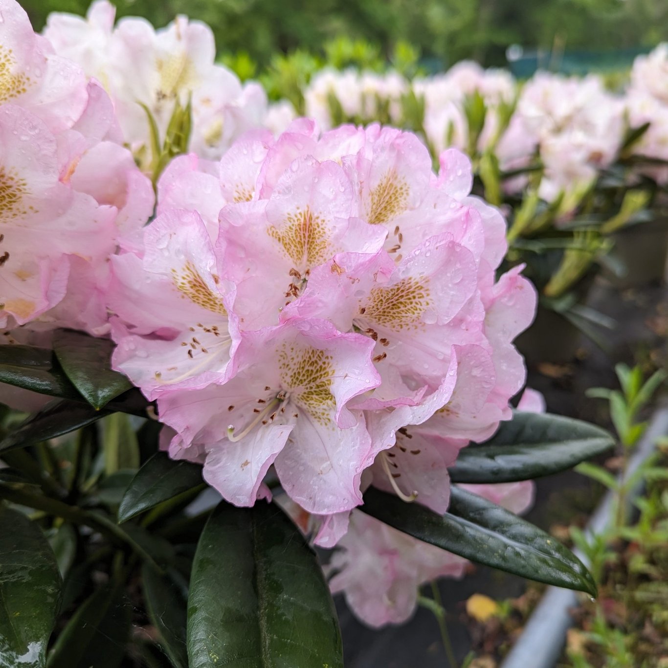 Rhododendron – Rhododendron 'Brigitte' - C5 30-40 CM